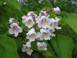 After How Many Years Does Catalpa Bloom – A Gardener’s Patience Rewarded